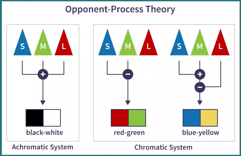 Opponent Process Theory Ap Psychology Definition